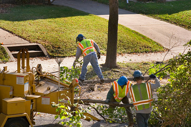 Palm Tree Trimming in Homosassa Springs, FL